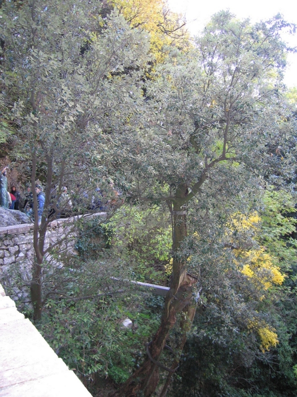 Der Olivenbaum, in dessen Zweigen die Vögel Franziskus' Predigt hörten, an der Eremo delle Carceri