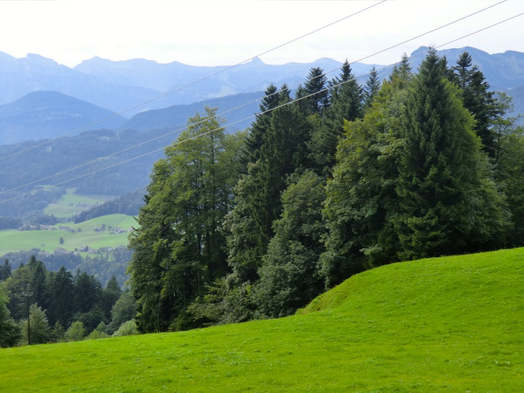 Zwischen diesen Bäumen oberhalb Schwarzenberg ist die Quelle, an der sich Ilga von ihren Brüdern trennte