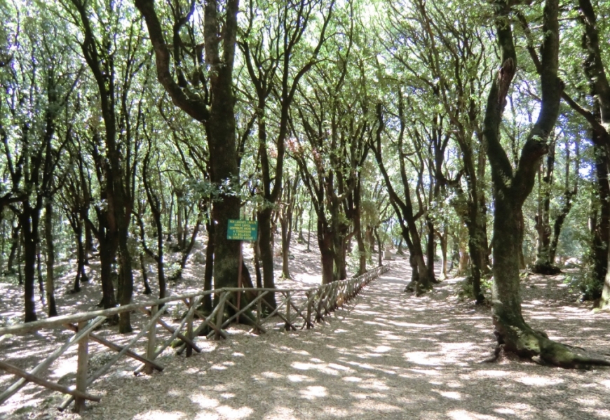 „Heiliger Wald” auf dem Monteluco bei Spoleto