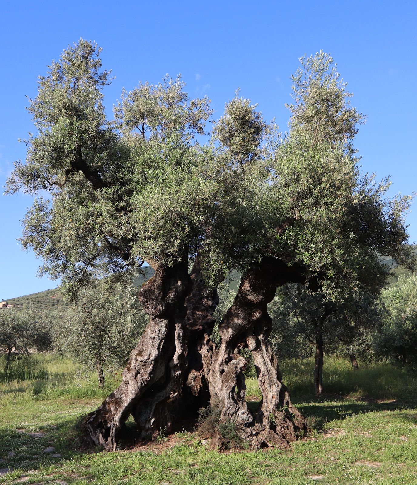 der &bdquoOlivenbaum des Ämilianus&rdquo in Bovara