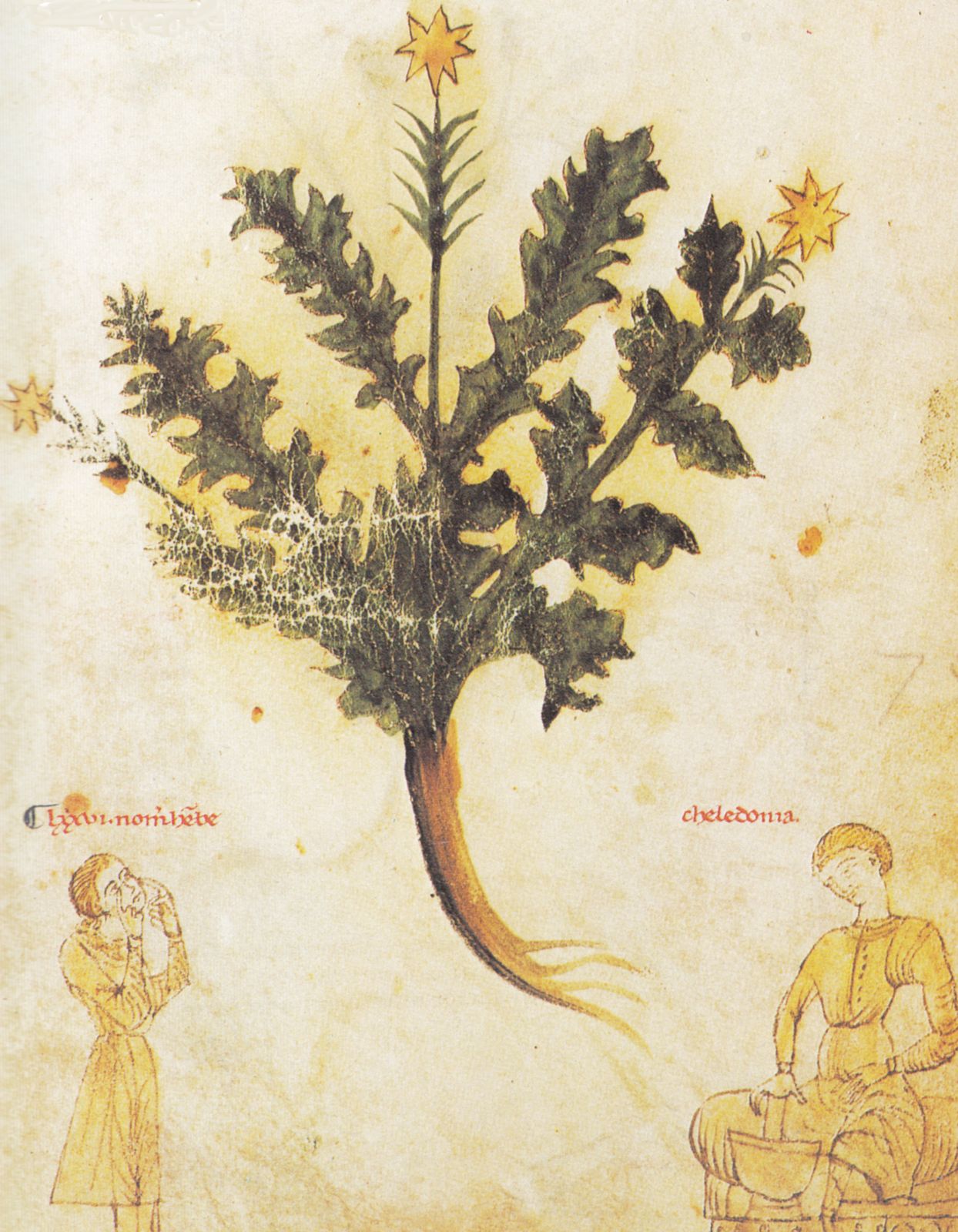 Buchmalerei, Chelidonia als Kräuterheilerin, 13. Jahrhundert 