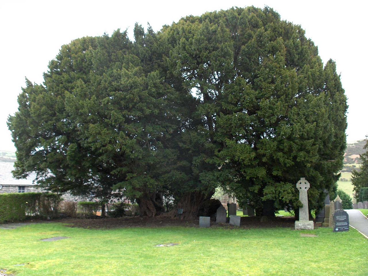 angeblich rund 4000 Jahre alte Eibe an der Kirche in Llangernw