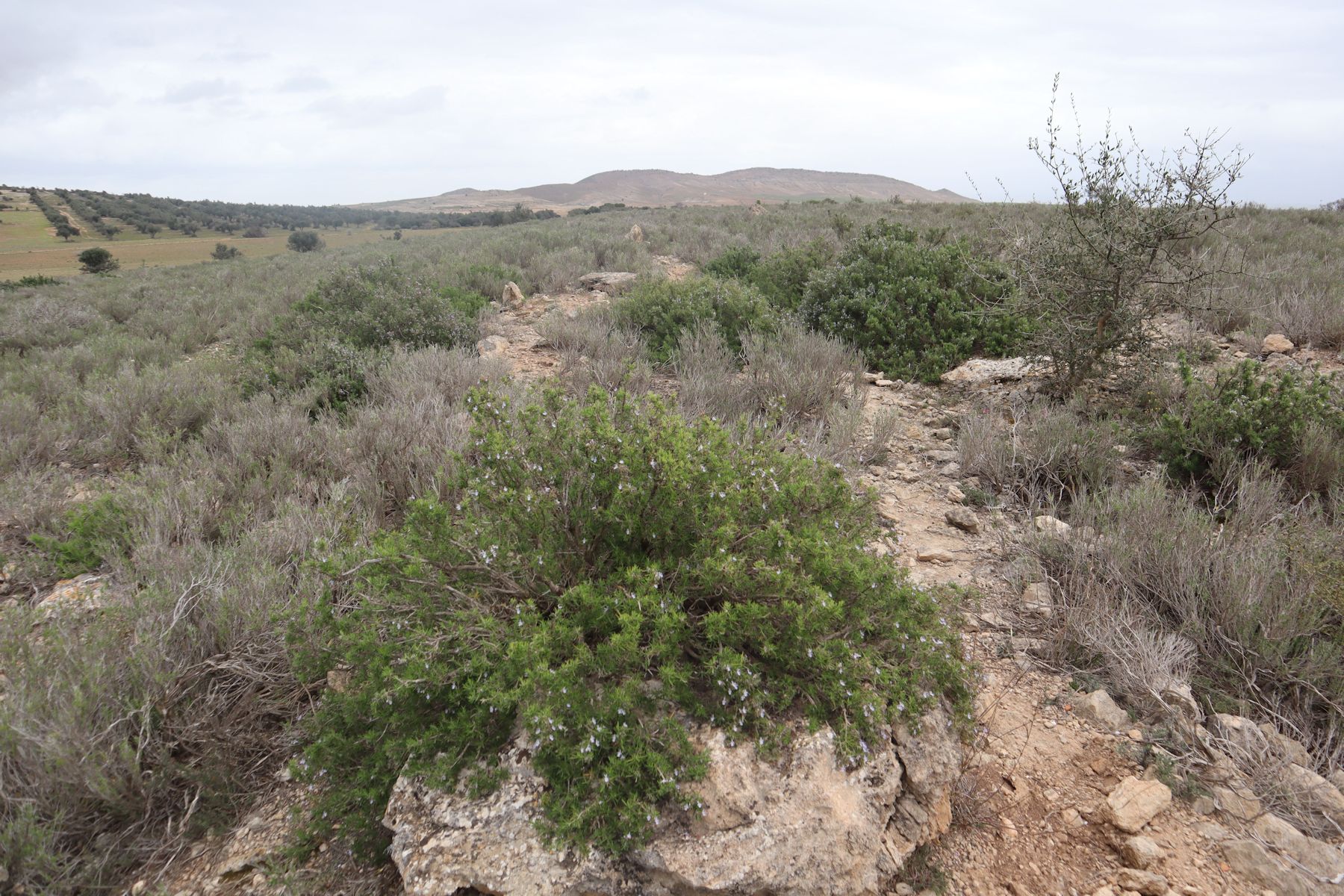 Der unausgegrabene Hügel, auf dem die Stadt Thibiuca stand; auf dem Luftbild - nicht vor Ort - ist am Rand auch der Grundriss eines Theaters etrkennbar