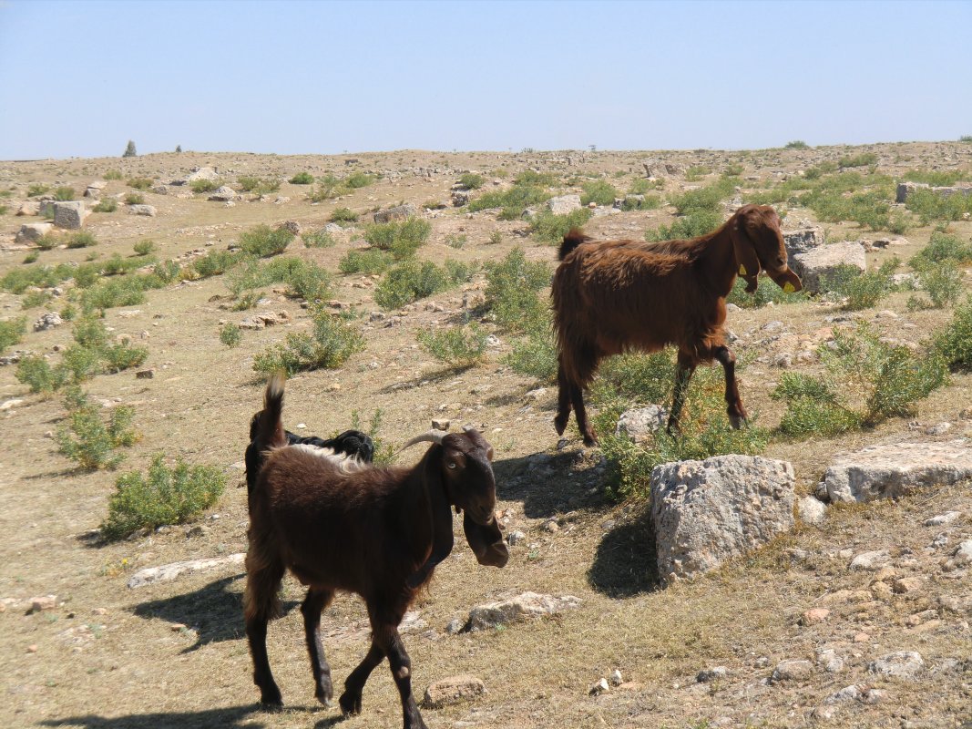 Ziegen in Harran