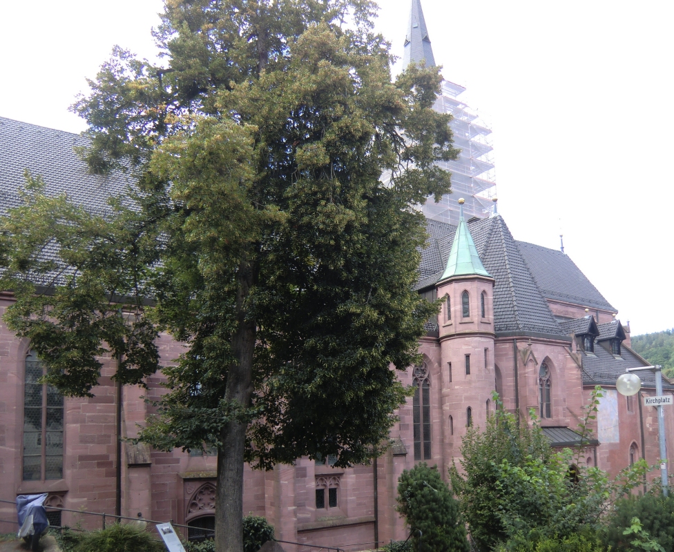 Stadtkirche in Calw, 1627 unter Dekan Andreä vergrößert, nach der Zerstörung 1634 unter ihm wieder aufgebaut, 1888 erweitert