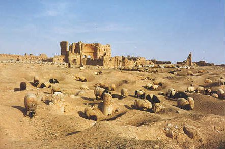 Ruine der Basilika für Sergius und Bacchus in Resafah